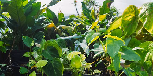 Houston Zoo Plant Sale