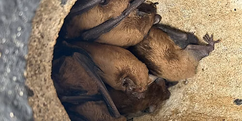 Discover Bats - ecology and detection