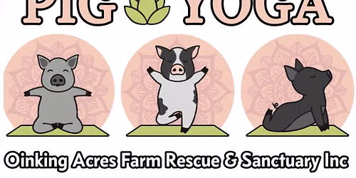 Pig Yoga 