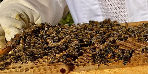 Meet the Bees at Food Well Farm!