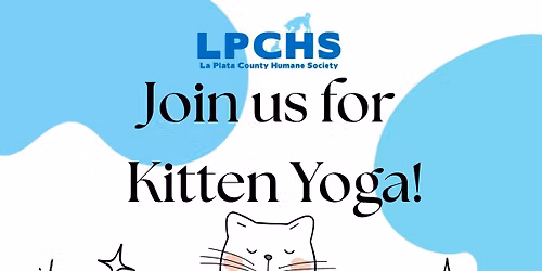 Kitten Yoga at Creature Comforts