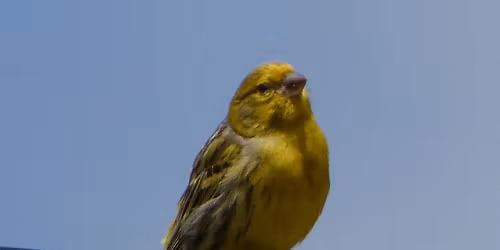 Keep Las Cruces Beautiful | Adopt A Spot Clean-Up