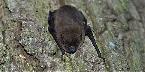 Bat Safari