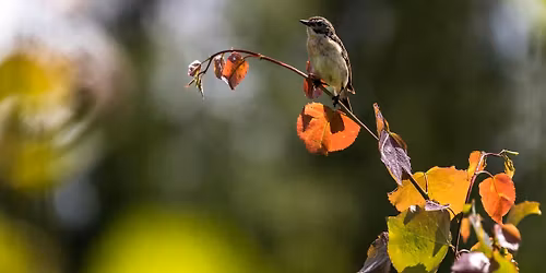 Intro to Birdwatching- Friend-making Outdoor Gathering in Los Angeles