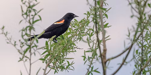Birdwatching Walk