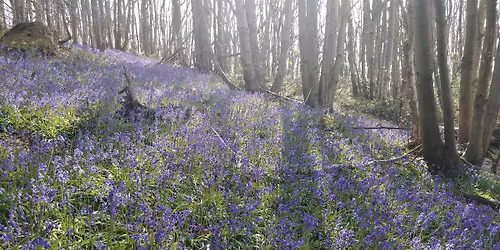 The Bluebell Festival