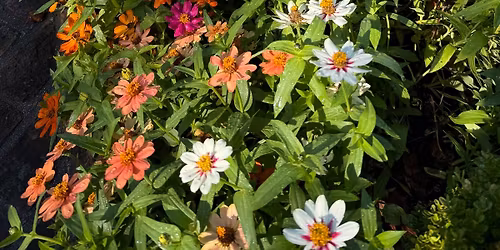 Superstar Kasia Fancher Creates Floral Designs for the Danbury Garden Club  