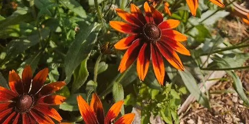 How to Grow a Dye Garden