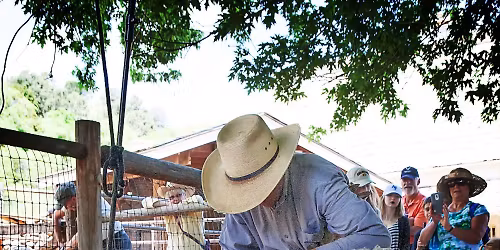 Sheep Shearing and Fiber Arts Day