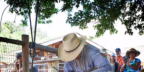 Sheep Shearing and Fiber Arts Day