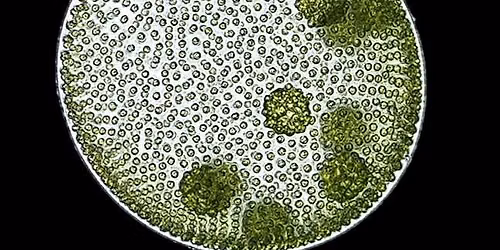 Schuylkill Township Community Presentation: The Microscopic Life of Pennsylvania Waters