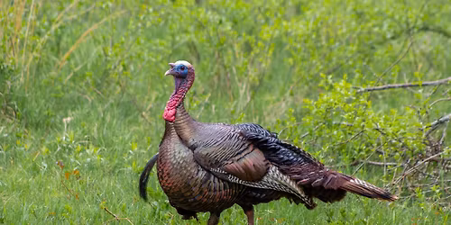 Wacky Wild Turkeys