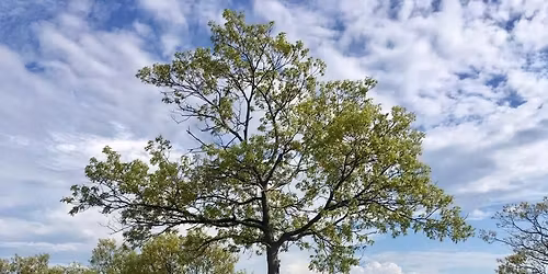 Waitt's Mount Clean Up 04\/18 10AM