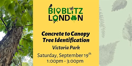 Concrete to Canopy - Tree Identification Walk in Victoria Park