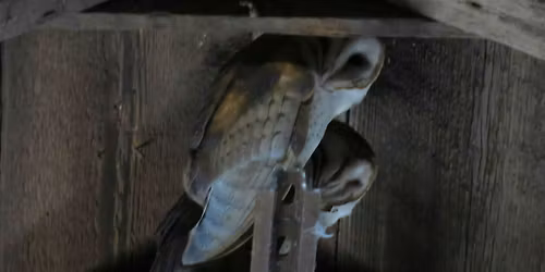 EcoExplorers Avian Adventures