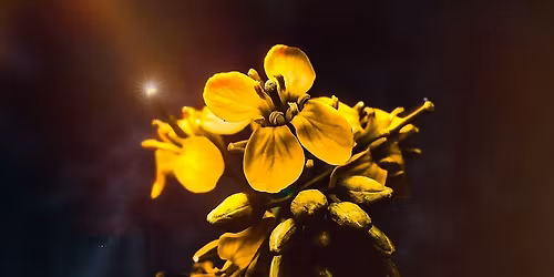 Poetry and Spoken Word