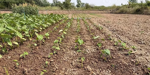 Things Fall Apart by Chinua Achebe