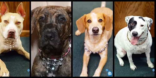 Dogs And Diamonds 2025