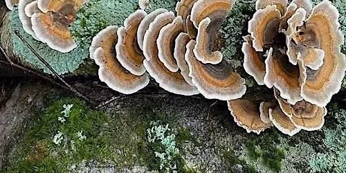 Intergenerational Fall Mushroom Foray with John Beutler [OFFSITE]