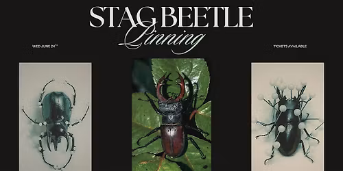 Stag Beetle Pinning Workshop