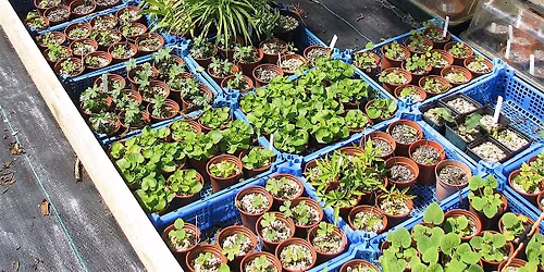 Early Spring Veggie & Seed Potting Party in Charlottesville