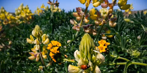 The "Everything Bagel" Nature Hike