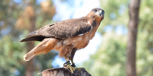 Raptor Rhapsody