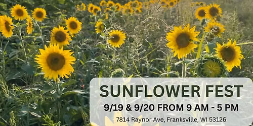 Sunflower Fest