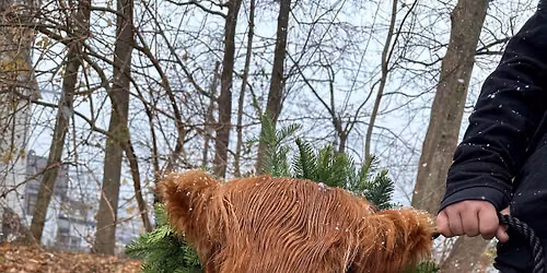 Highland Cow Christmas Photos