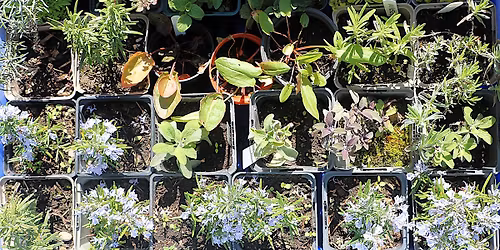 Plant Swap - 29th May