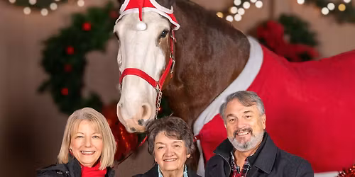 Clydesdale Christmas Mini Photo Sessions