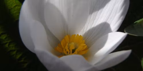 Spring Awakenings Nature Hike