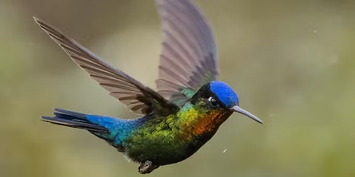 Tiny Wonder Hummingbirds