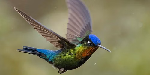Tiny Wonder Hummingbirds