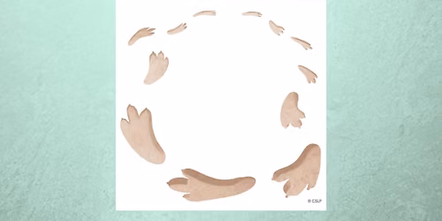 Fossils & Paw Prints with DCNR Ranger Lee (All Ages)