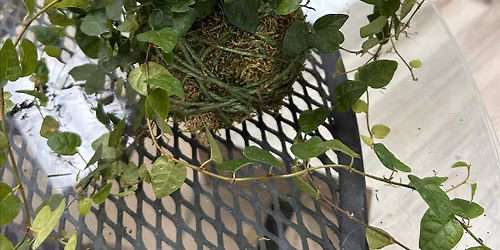 Kokedama Moss Ball Workshop