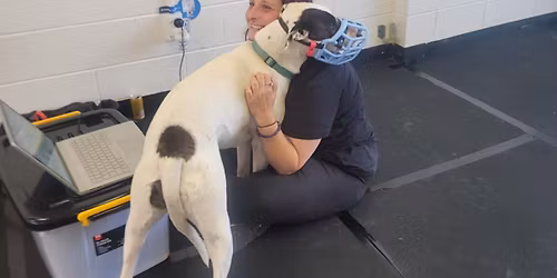 Auckland Muzzle Fitting