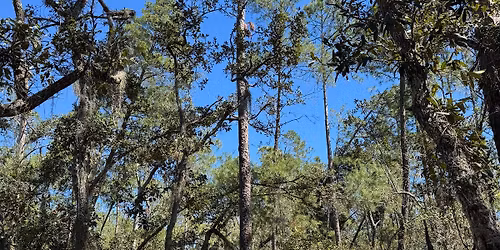 Foraging Hike At Jay B. Starkey Wilderness Park | Presented By Pasco Outdoor Adventures