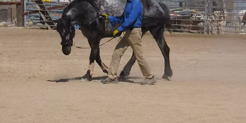 Art2Ride Dressage & In hand clinic