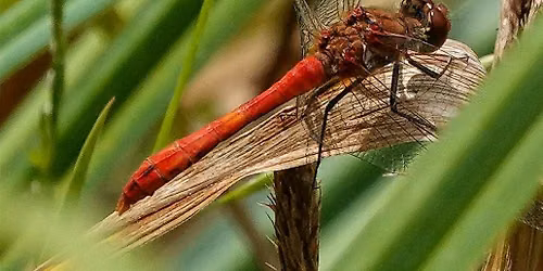 Nature Ramble in Clyne Valley, Swansea - An Intro to Biological Recording