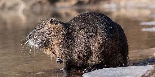 Usposabljanje nutrij k razvozu hrane preko aplikacij Wolt in Glovo