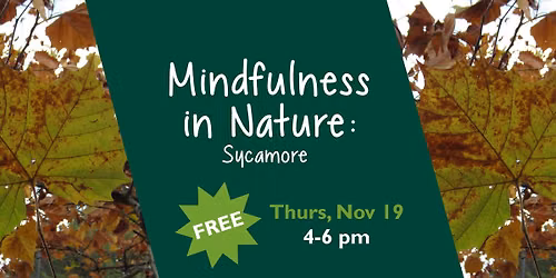 Mindfulness in Nature: Sycamore