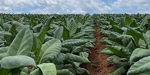 Northwest Piedmont Tobacco\/GAP Meeting