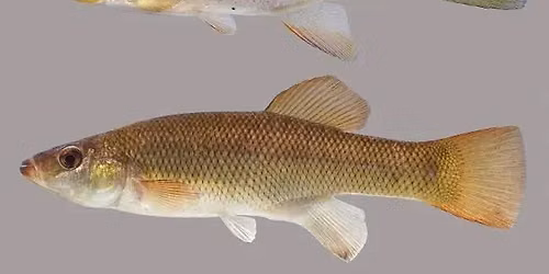 September Monthly Meeting - Native Killifish