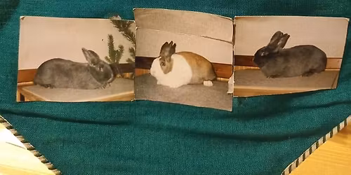 Rassekaninchenaustellung des S257 Weixdorf und Umgebung