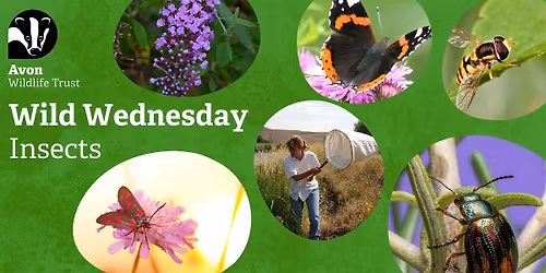 Youth Event: Wild Wednesdays - Insects