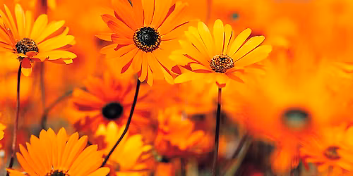 Theta Healing Game of Life Seminar