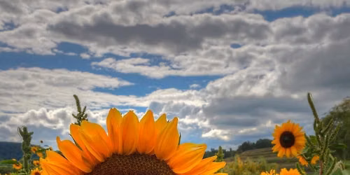 EMPTY POCKETS RANCH 6th ANNUAL SUNFLOWER FESTIVAL