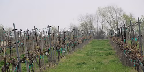 John 15 Pruning Experience: Faith, Fellowship, & Reflection in the Vineyard