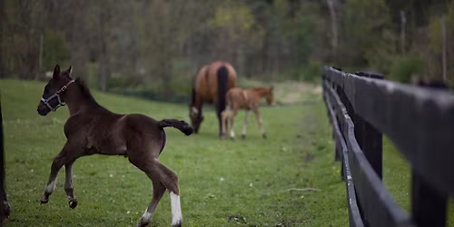 Cornell Horse Symposium